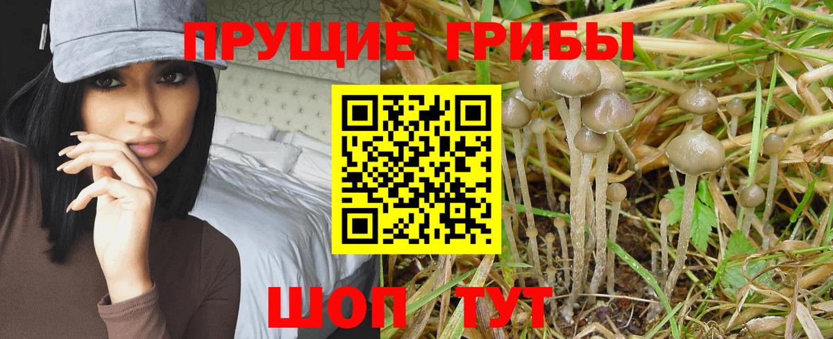Галлюциногенные грибы прущие грибы Великие Луки
